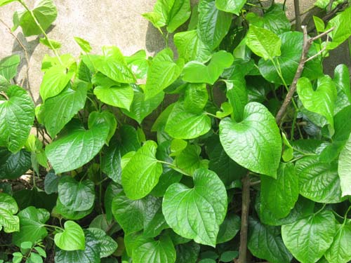 Trị nám lá trầu không