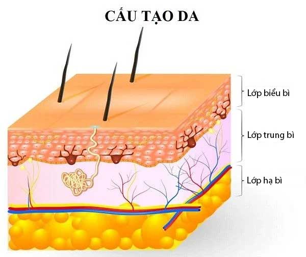 cau-tao-da